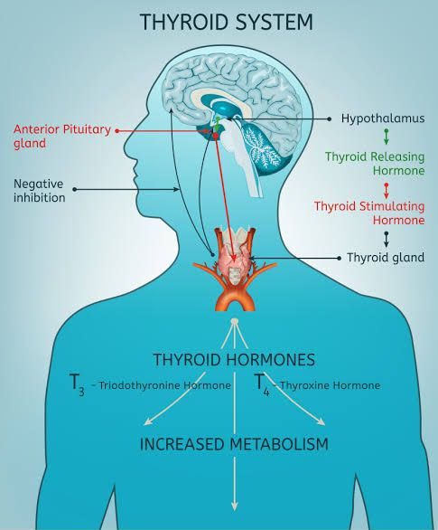 thyroid function hypothyroidism hyperthyroidism